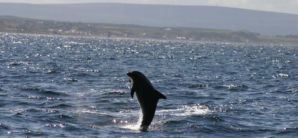 The Moray Firth Dolphins