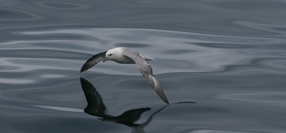 The Moray Firth Marine Life