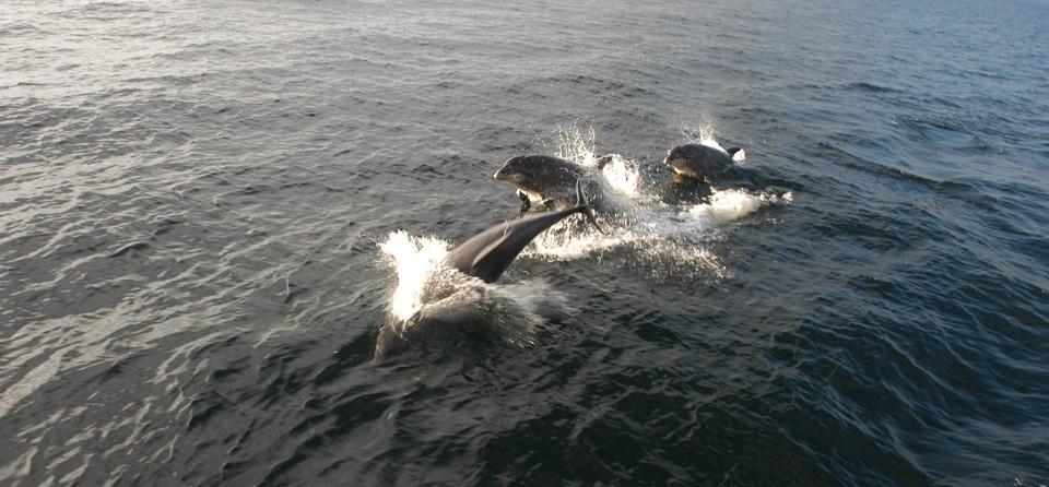 The Moray Firth Dolphins