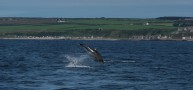 The Moray Firth Dolphins