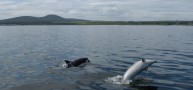 The Moray Firth Dolphins