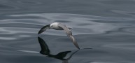 Moray Firth Marine Life