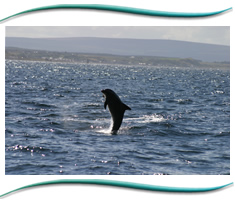 Moray Firth Wildlife Marine Tours