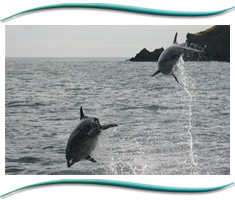 Moray Firth Wildlife Marine Tours