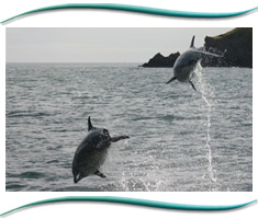 The Moray Firth Dolphins